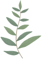 twig